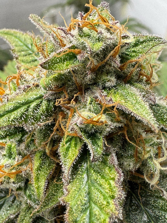 Cubic Extrapolations