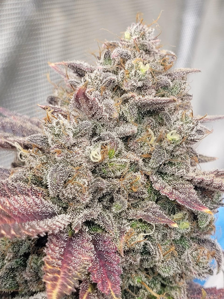 Feminized Autoflowers